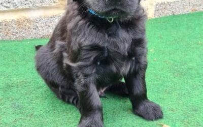 A new Puppy joining the Family