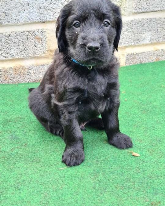 A new Puppy joining the Family